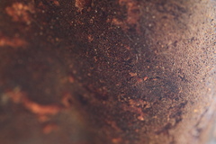 Pseudospongipellis unicolor