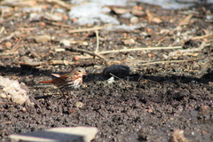 Passerella iliaca iliaca