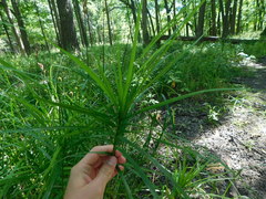 Carex muskingumensis