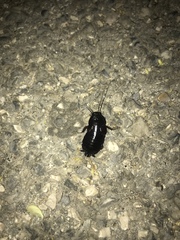 Blatta orientalis