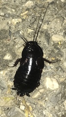 Blatta orientalis