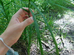 Carex muskingumensis