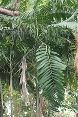 Ptychosperma macarthurii