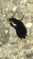 Blatta orientalis