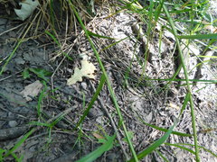 Carex muskingumensis