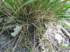 Carex muskingumensis