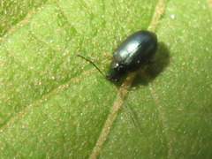 Aphthona strigosa
