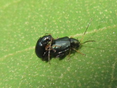 Aphthona strigosa