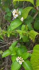 Miconia subhirsuta