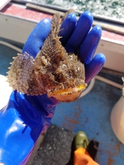 Hemitripterus americanus