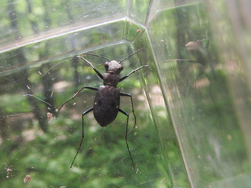 One-spotted Tiger Beetle photo 5