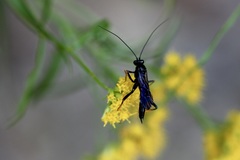 Exetastes suaveolens