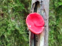 Sarcoscypha occidentalis