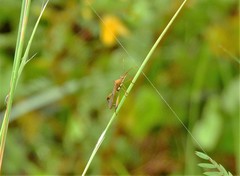 Hyalymenus longispinus