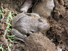 Pleurodema bufoninum