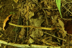 Leratiomyces squamosus thraustus