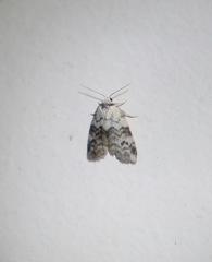 Thallarcha leptographa