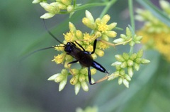 Exetastes suaveolens