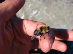 Cephenemyia phobifer