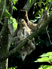 Bradypus variegatus tapajoensis