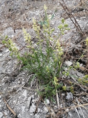 Reseda lutea