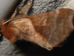 Gonoclostera timoniorum