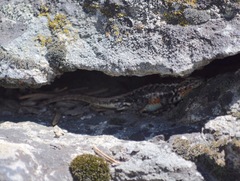 Sceloporus graciosus gracilis