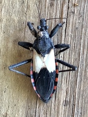 Microtomus luctuosus