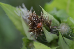 Neocrepidodera transversa