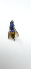 Chrysis fulgida