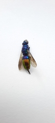 Chrysis fulgida