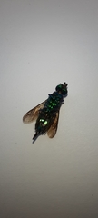 Chrysis fulgida