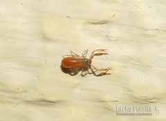 Chthonius tetrachelatus