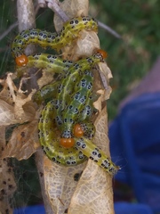 Epicorsia oedipodalis