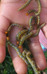 Epicorsia oedipodalis