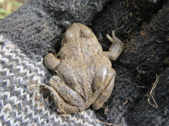 Pleurodema bufoninum