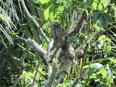 Bradypus variegatus tapajoensis