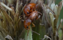 Neocrepidodera transversa