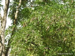 Sophoreae