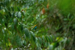 Tangara cyanoventris