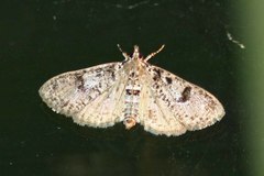 Palpita arsaltealis