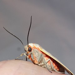 Pygarctia abdominalis