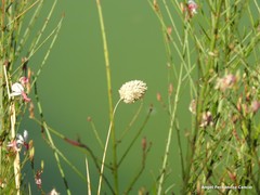Phalaris canariensis