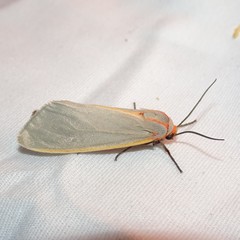 Pygarctia abdominalis