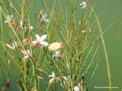 Phalaris canariensis