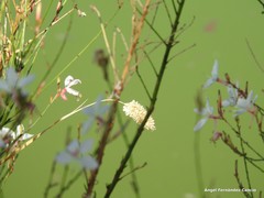 Phalaris canariensis
