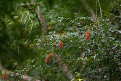 Tangara cyanoventris