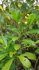 Tabernaemontana alba