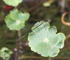 Ischnura denticollis
