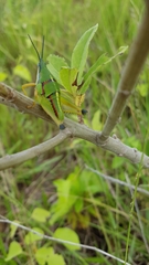 Sphenarium mexicanum